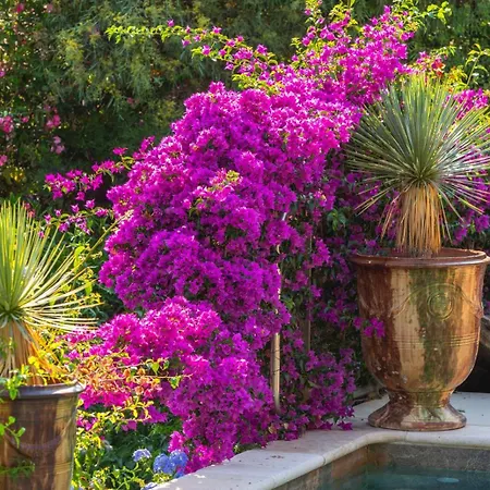 Carlina - Saint Tropez *